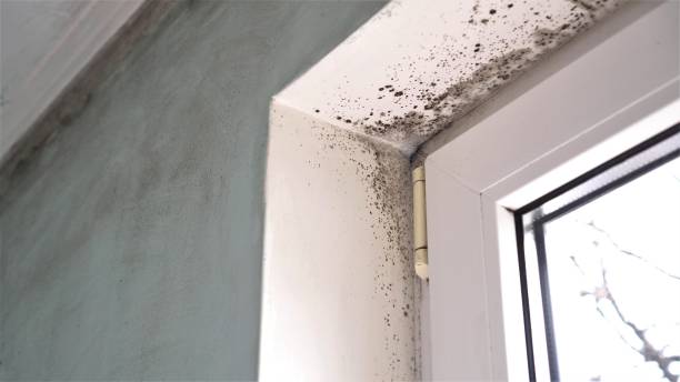 Best Residential Mold Removal  in Mount Airy, NC
