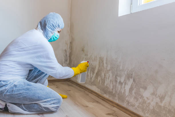 Mold Removal Process in Mount Airy, NC