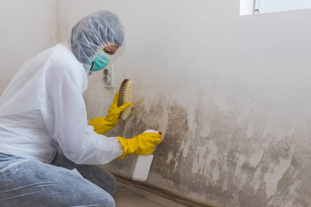 Best Mold Testing and Removal  in Mount Airy, NC