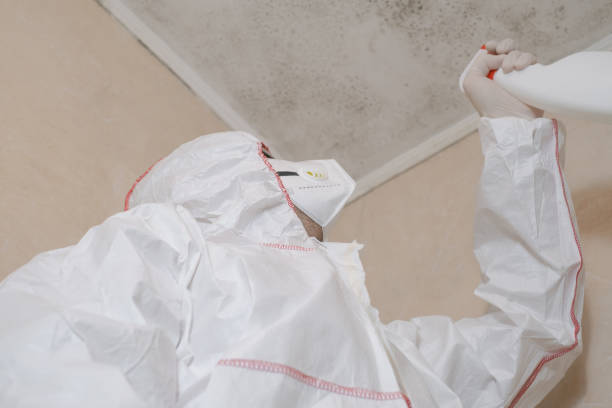 Best Toxic Mold Removal  in Mount Airy, NC