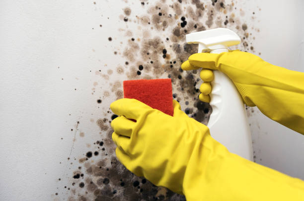 Best Emergency Mold Removal  in Mount Airy, NC