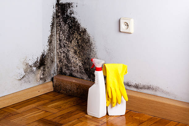 Best Mold Removal and Inspection  in Mount Airy, NC
