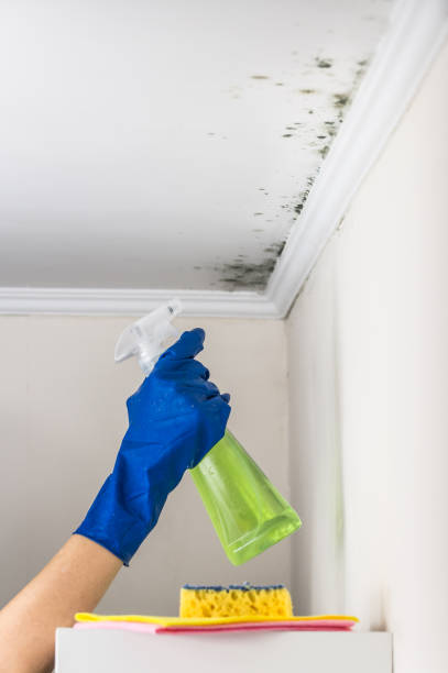 Mold Removal and Inspection in Mount Airy, NC
